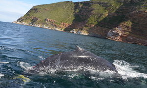 The South African Whale Disentanglement Network (SAWDN)